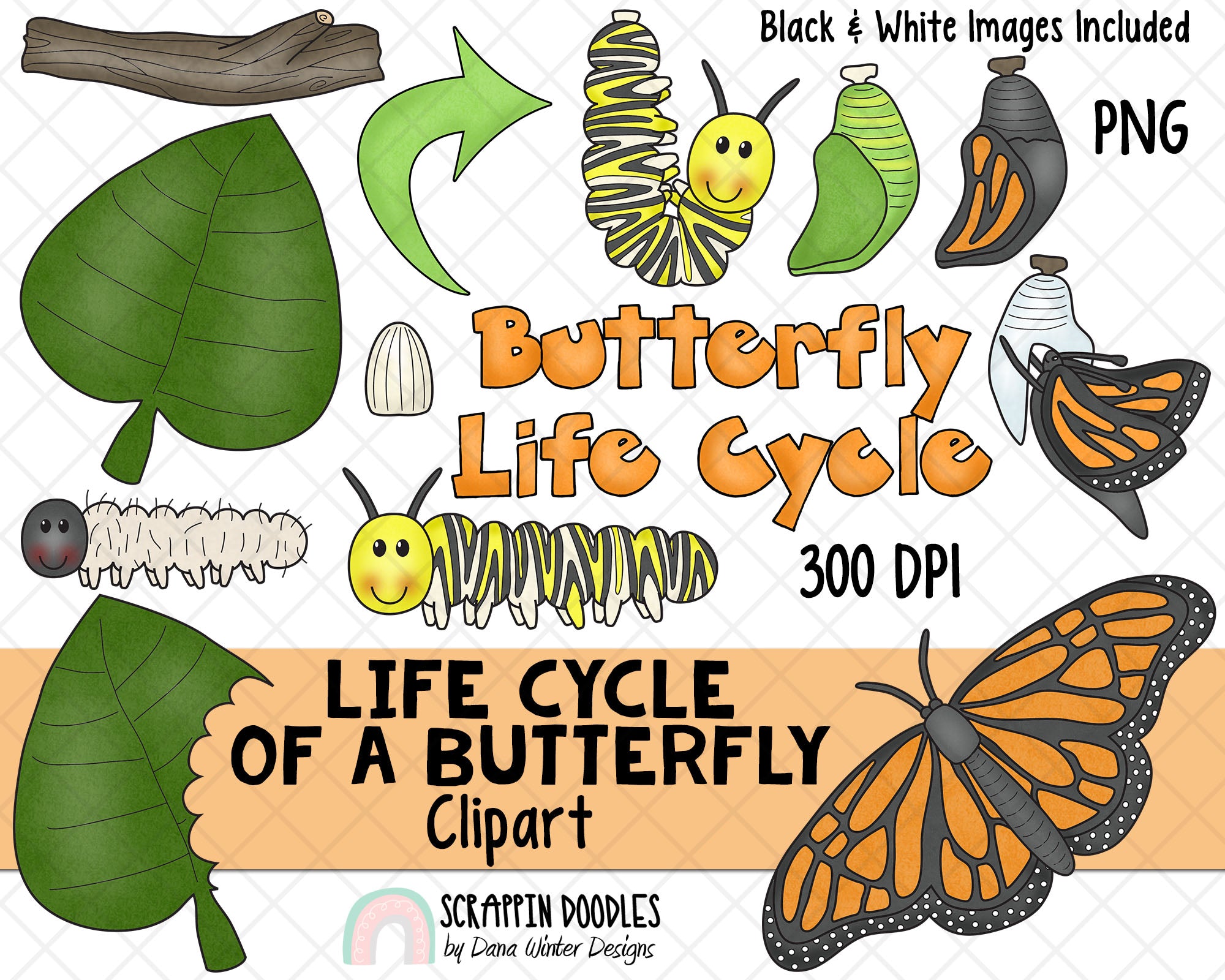 butterfly metamorphosis clipart