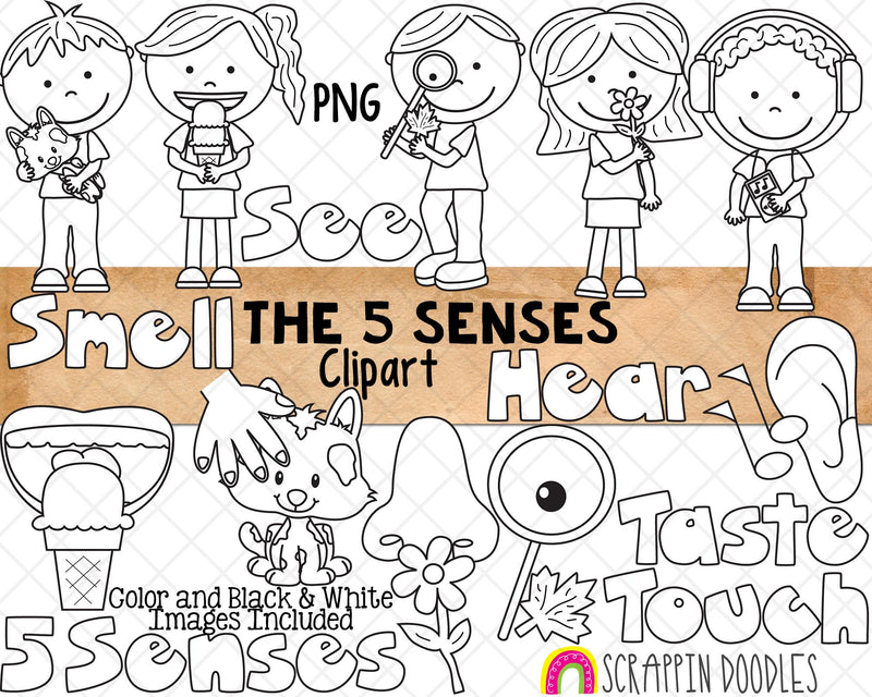 5 Senses Clip Art - Five Human Senses - Hear -See -Taste - Touch - Smell - Commercial Use PNG Sublimation