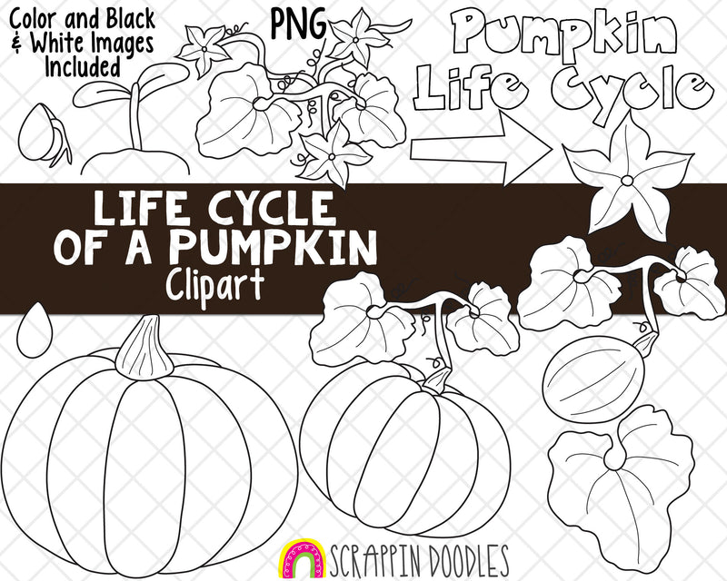 Life Cycle Clip Art - Pumpkin Life Cycle Clip Art - Squash Life Cycle ClipArt - Seedling ClipArt - Sprout ClipArt - Growing Pumpkins ClipArt